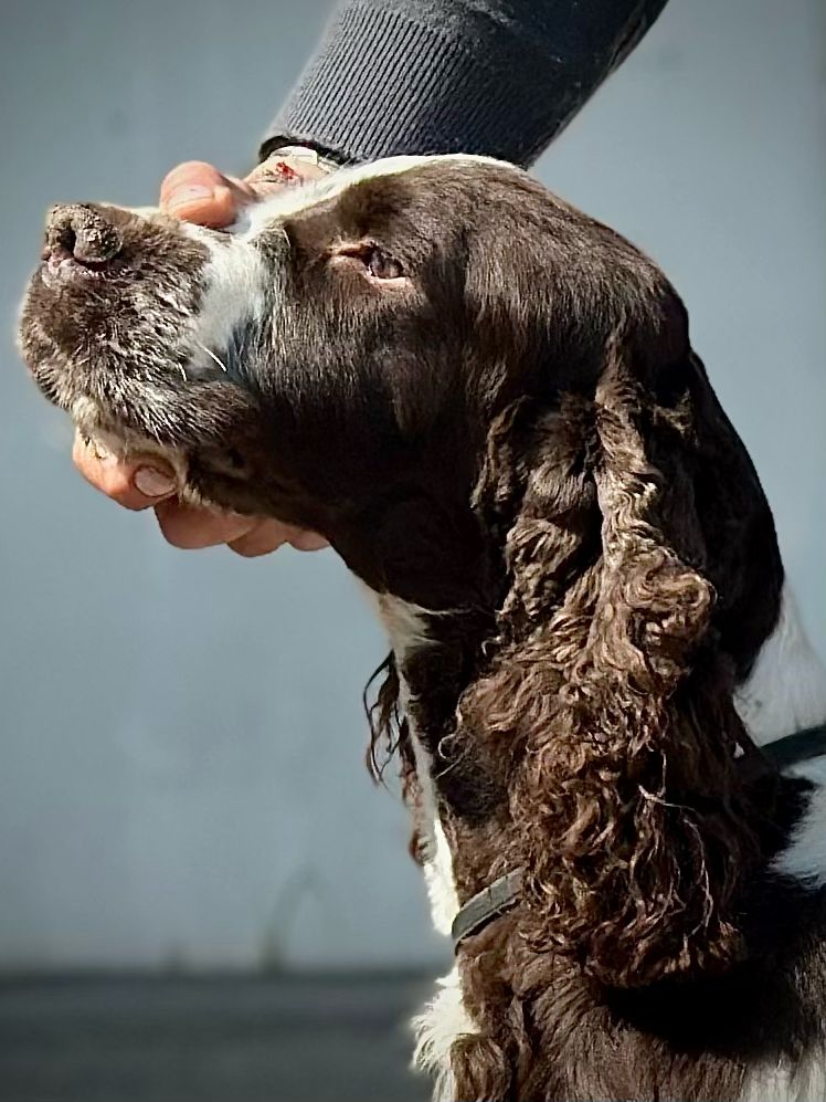 Il nostro riproduttore The Riddle dell'Isola che non c'è